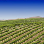 Vineyards